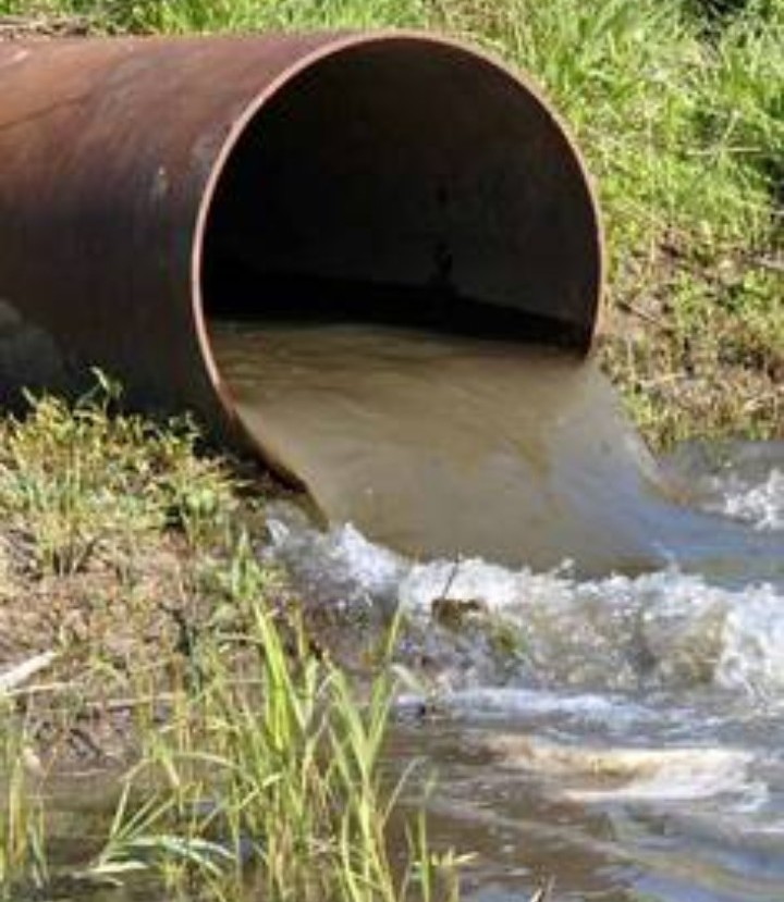 Harare Council sells cattle to finance Sewer Treatment Plants ...